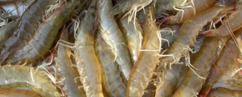 对虾纤毛虫如何处理，附病症和原因 白对虾纤毛虫引起虾症状