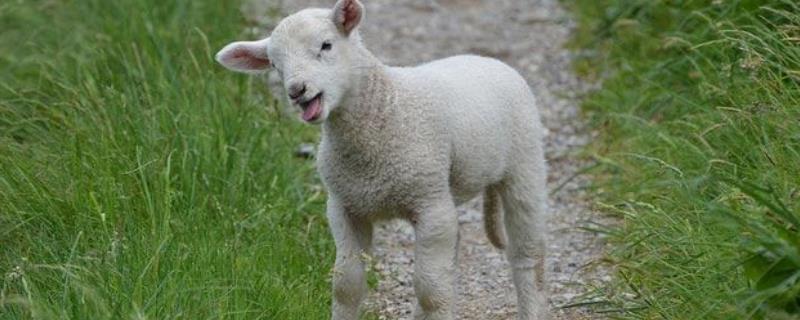 小羊喜欢吃什么，喂什么饲料长得快 小羊喜欢吃什么,喂什么饲料长得快呢