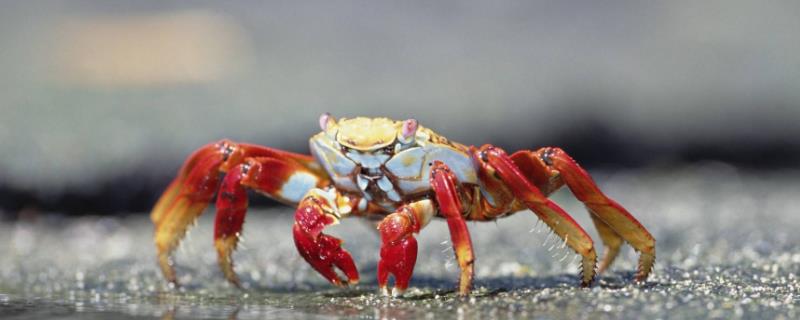 螃蟹需要用水养吗，水深多少合适 螃蟹需要用水养着吗?