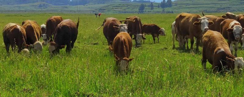 牛吃草为什么长肌肉，吃的草种有哪些