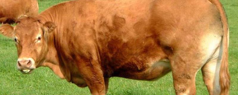 牛有四个胃会反刍是什么意思，反刍动物有哪些