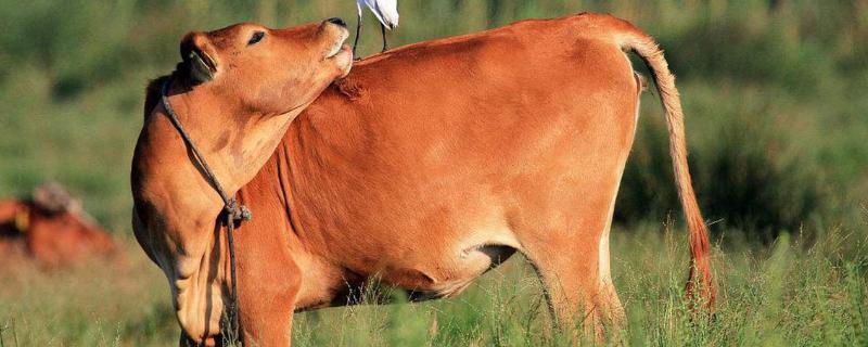 母牛甩尾什么意思，牛尾巴常用来干什么