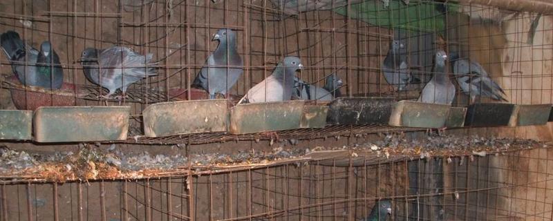 鸽子的养殖方法与喂养 养鸽技术及鸽子养殖方法