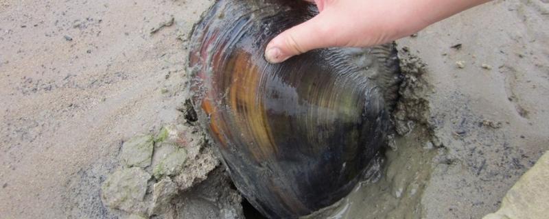 河蚌的种类，在自来水中能活多久 河蚌的种类,在自来水中能活多久呢