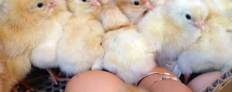 怎样孵化小鸡最简单方法，孵化小鸡的最佳温度