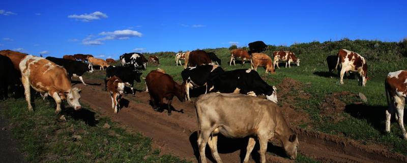 牛的养殖技术与管理，附牛的品种 牛的饲养方法和技巧