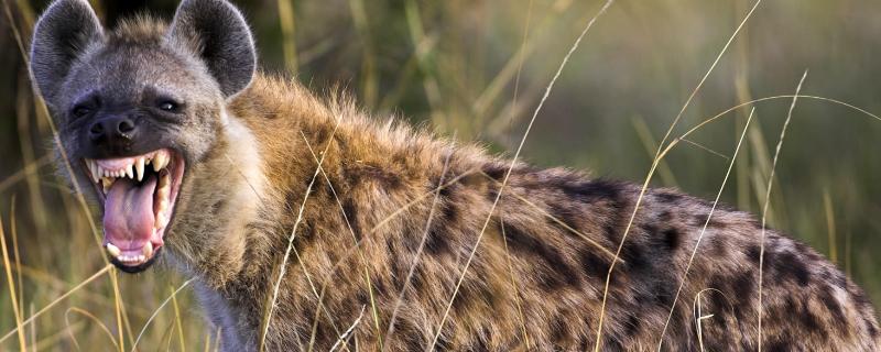 鬣狗的繁殖方式，鬣狗的天敌是什么