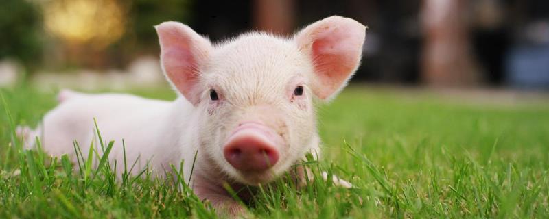 猪高烧不退怎么办 猪高热病治疗方法，猪高热病会不会传染