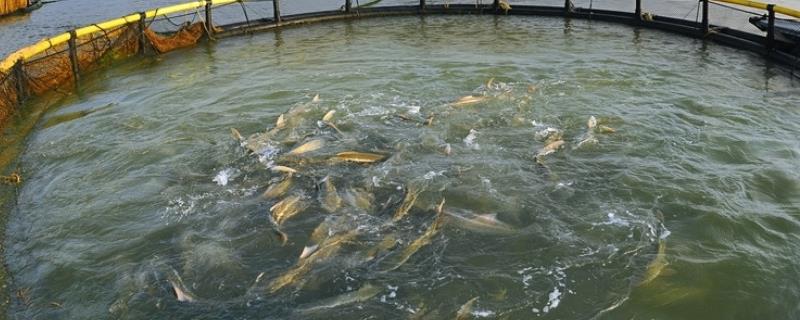 网箱养鱼的危害，有哪些应对措施 网箱养鱼有什么危害