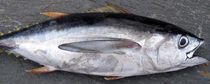 金枪鱼的活动方法，吃什么食物为主 金枪鱼的活动方法,吃什么食物为主食
