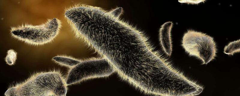 草履虫的生殖方式，属于什么动物（草履虫的生殖方式,属于什么动物类型）