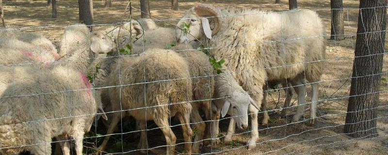 羊圈护栏上下尺寸，羊圈用什么消毒 羊圈护栏多高合适