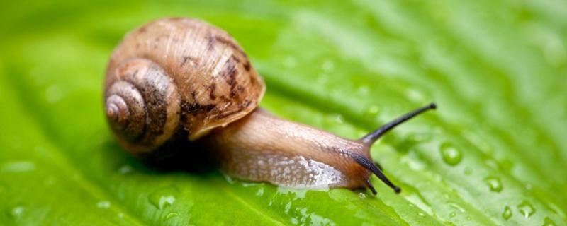 野生蜗牛能养吗，野生蜗牛有毒吗 野生蜗牛能养吗,野生蜗牛有毒吗视频