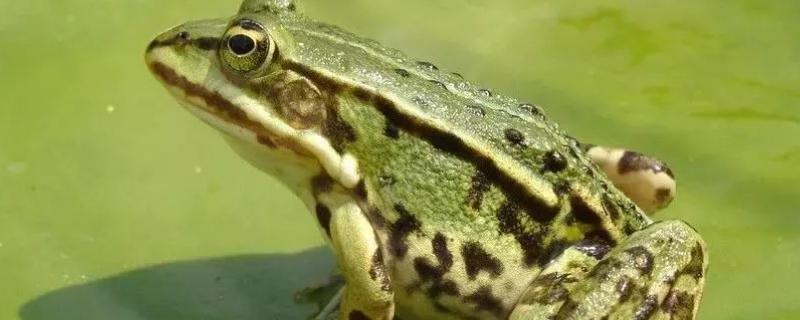 青蛙白内障用什么水产药，是什么原因导致的