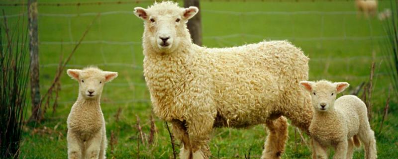 育肥羊是什么意思，一天喂多少饲料（育肥羊是什么意思,一天喂多少饲料啊）