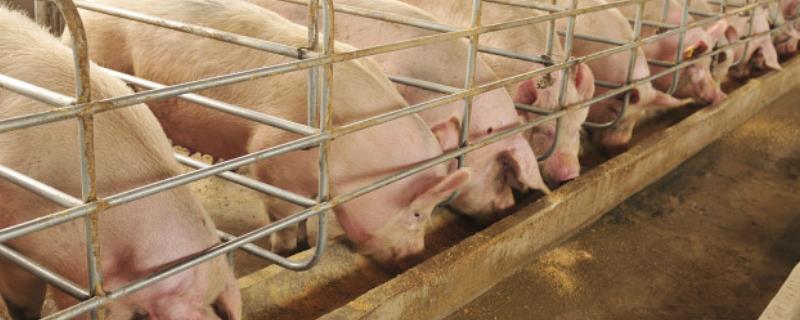 解益舒对猪的作用，和阿莫西林能混用吗