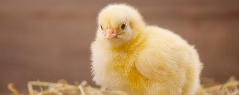 小鸡能吃大米吗，如何喂养长得快 小鸡能吃大米粒吗