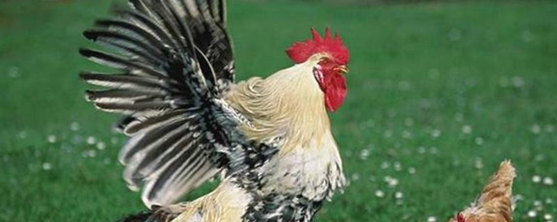 婆罗门鸡能养多大，好养吗 婆罗门鸡的养殖前景