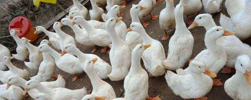 鸭子能长多少斤，常见的疾病有哪些 鸭子能长多少斤,常见的疾病有哪些图片