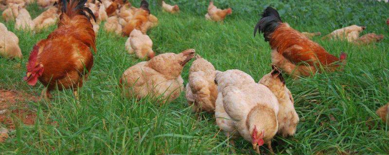 土鸡和饲料鸡的营养区别，土鸡一般是圈养还是散养