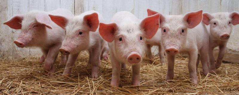 一头猪大约重多少千克，吃什么饲料长得快