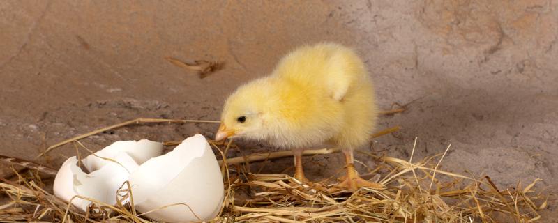 多少瓦的灯泡可以孵小鸡，照蛋用什么灯好