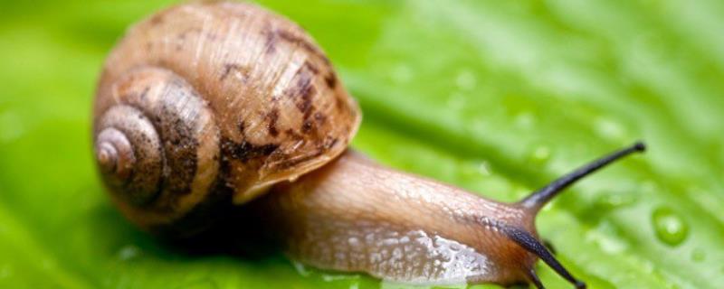 蜗牛繁殖期是几月份，是怎样繁殖的（蜗牛繁殖速度和数量）