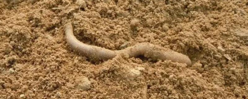 蚯蚓疏松土壤是什么对什么的影响，蚯蚓多大开始繁殖