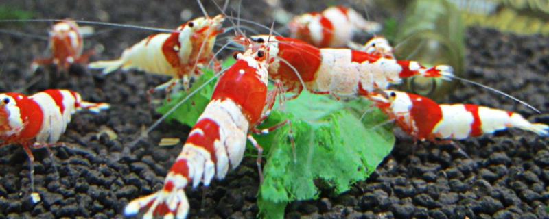 水晶虾的养殖方法和难度，水晶虾的繁殖周期