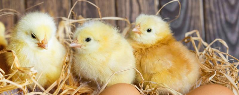 小鸡如何区分公鸡和母鸡，公鸡和母鸡怎么繁殖后代