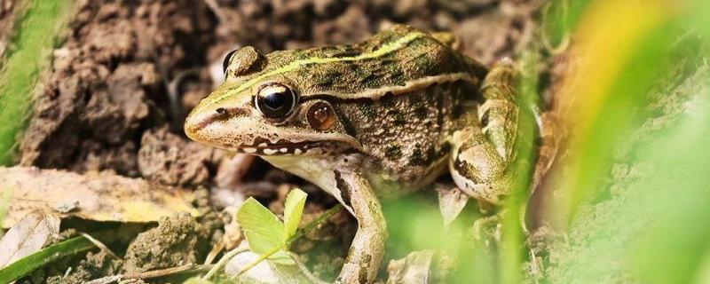 青蛙生长的五个过程，青蛙发育是变态发育吗