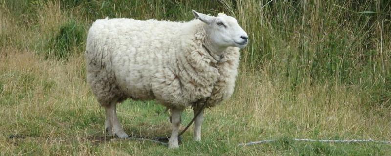 羊的品种，养殖周期是多长 羊的养殖周期多长时间