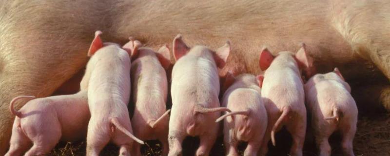 猪能活多少年，猪喜欢吃什么食物? 猪可以活多大岁数