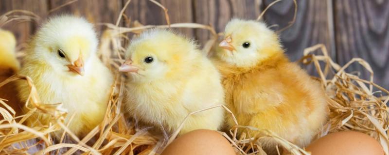 小鸡的孵化过程，温度和湿度是多少