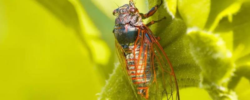 怎样人工养蝉，养金蝉的技术与方法（怎样人工养蝉,养金蝉的技术与方法视频）
