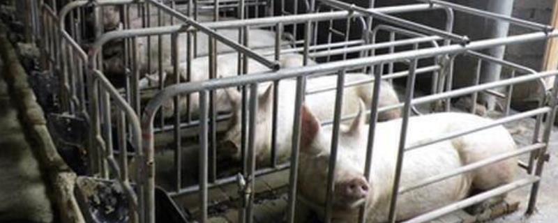 养猪成本，300斤猪的猪笼的尺寸（养猪成本,300斤猪的猪笼的尺寸是多少）