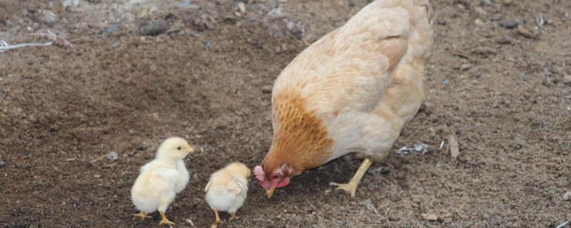母鸡抱窝怎么办，放多少蛋合适 母鸡抱窝时间多长时间