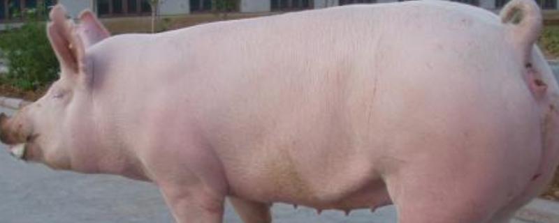 大白猪的品种介绍，和长白猪哪个生长速度快