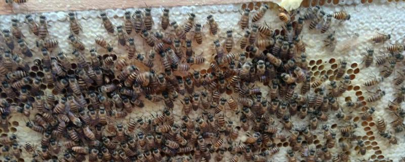 新收蜂群怎么确定有没有王，新收蜂群几天开始工作