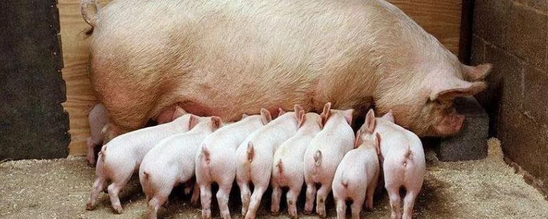母猪配种插管操作流程，配种多久生小猪