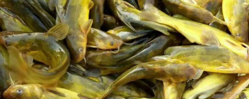 黄颡鱼一年可以养几批，附养殖技术（黄颡鱼几个月养一批）
