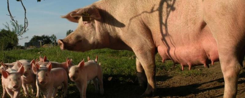 后备母猪第一次发情可以配种不，后备母猪一天喂几斤料