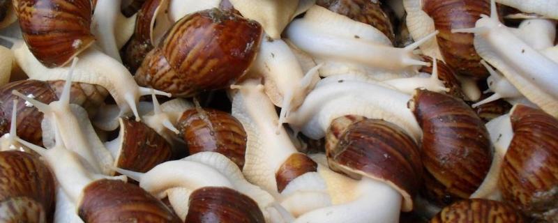 白玉蜗牛怎么繁殖，附养殖方法（白玉蜗牛具体怎么养?）