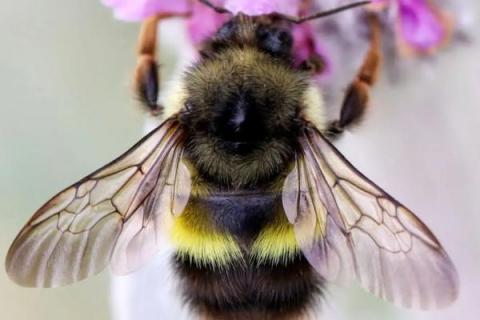 蜂的种类图片和名称