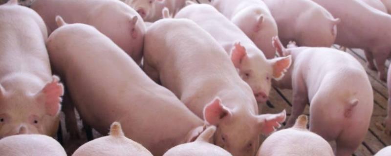 猪链球菌感染是什么原因引起的，引起的风湿性关节炎怎么治