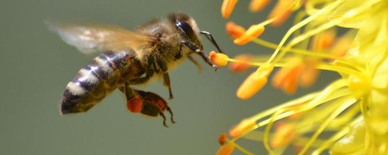 蜜蜂品种（蜜蜂品种图片大全和名字）