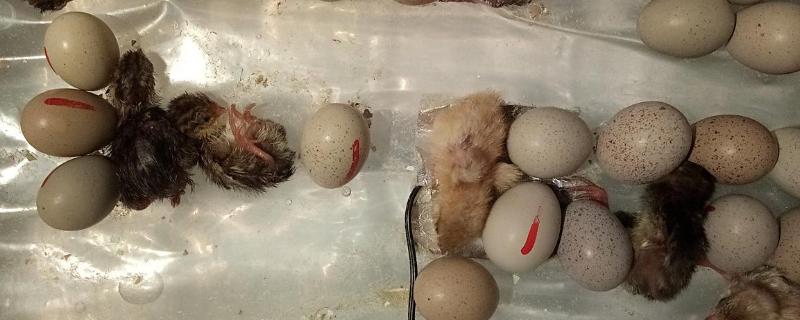 水床孵化器孵小鸡教程（水床孵化箱怎么孵化小鸡?）