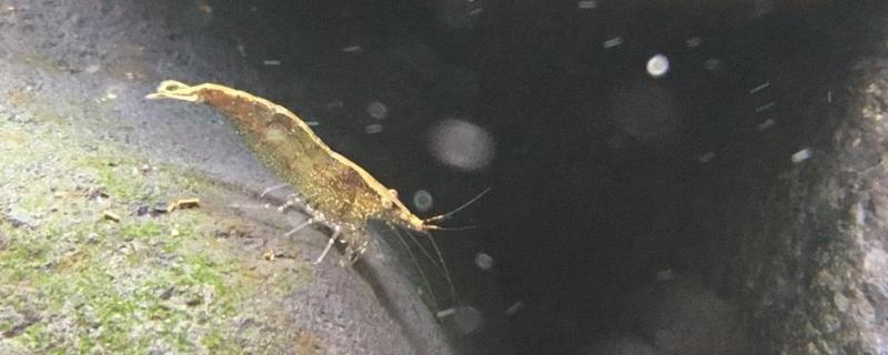 黑壳虾寿命多长时间，抱卵后多久孵化