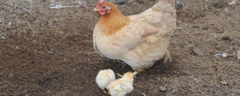 母鸡孵化小鸡需要多少天才出壳呢，出壳后需要注意些什么