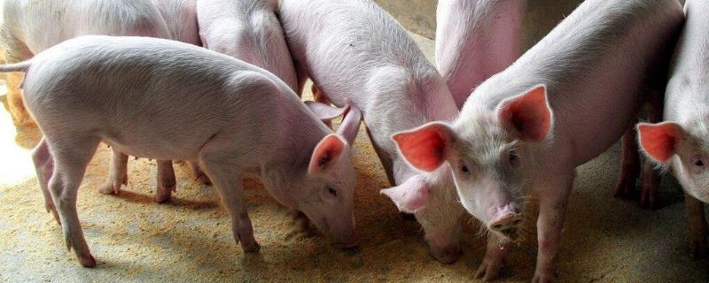 非洲猪瘟野毒与疫苗毒的区分，猪瘟特效药